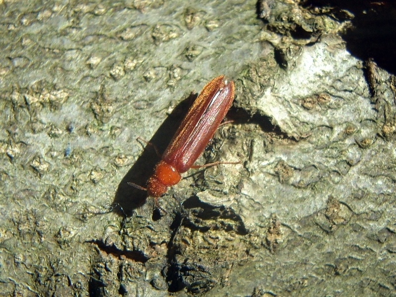 Sconosciuto dal Lussemburgo  (Lymexylidae)