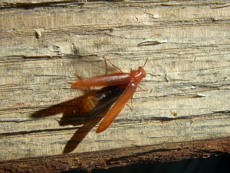 Sconosciuto dal Lussemburgo  (Lymexylidae)