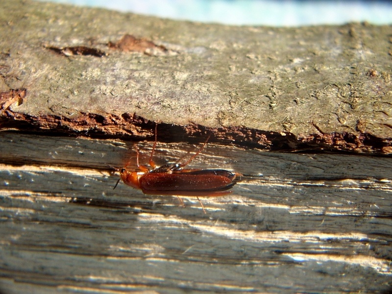 Sconosciuto dal Lussemburgo  (Lymexylidae)