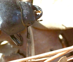 presunto Lucanide: Lucanus cervus