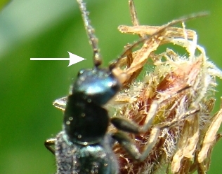 Clanoptilus sp. - Malachiidae