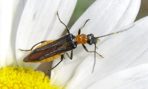 Riconoscimento delle Oedemera e Anogcodes  italiane (Oedemeridae)