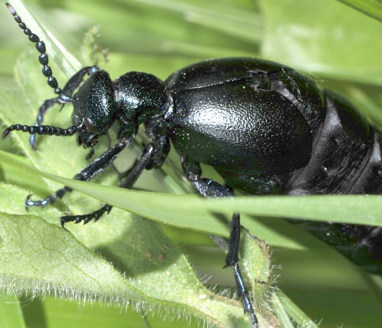 Meloe violaceus, femmina e falso Meloe, Arima marginata s.l. (Chrysomelidae) femmina