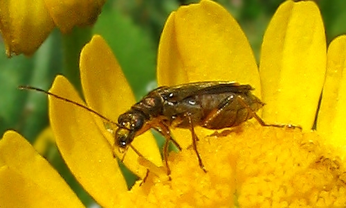 Riconoscimento delle Oedemera e Anogcodes  italiane (Oedemeridae)