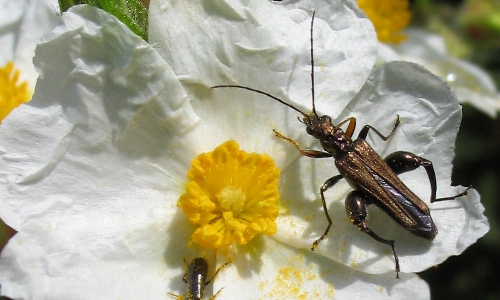 Riconoscimento delle Oedemera e Anogcodes  italiane (Oedemeridae)