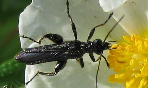 Riconoscimento delle Oedemera e Anogcodes  italiane (Oedemeridae)