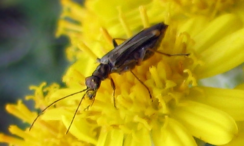 Riconoscimento delle Oedemera e Anogcodes  italiane (Oedemeridae)