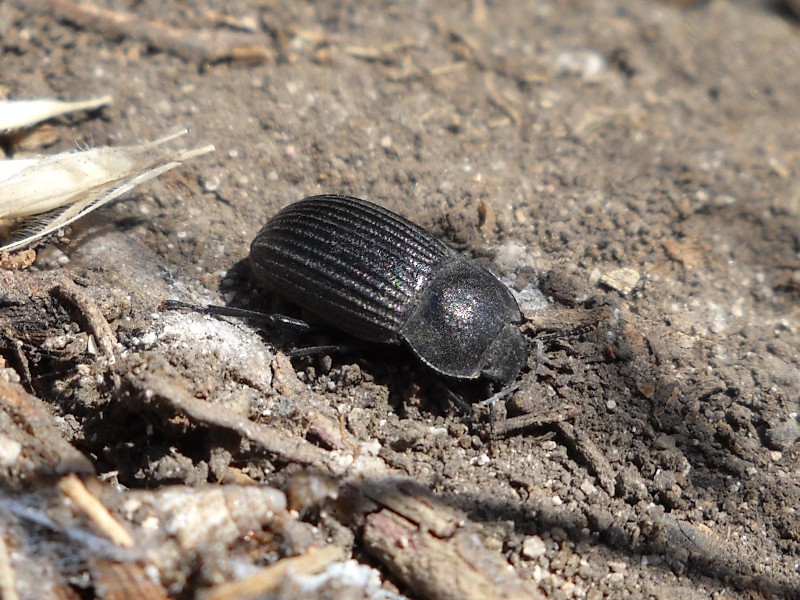 Coleotteri di Maiorca (Baleari, Spagna) 2