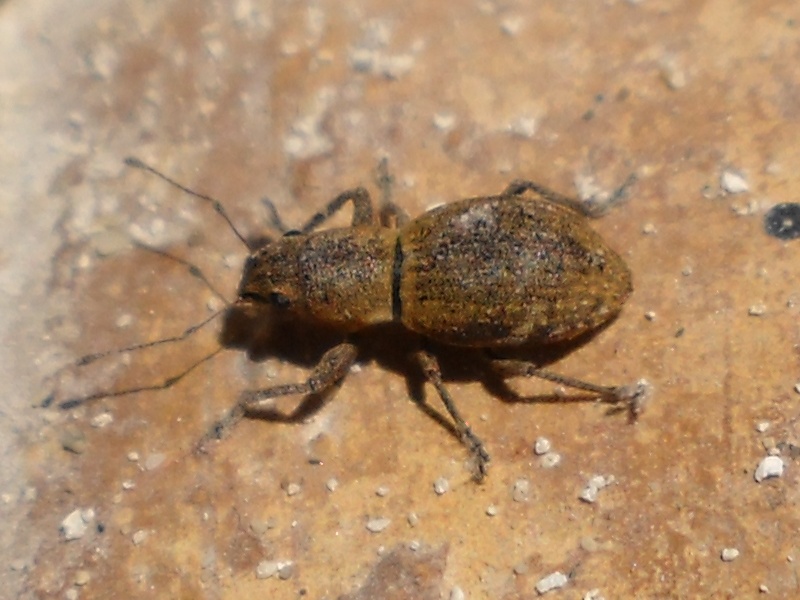 Coleotteri di Maiorca (Baleari, Spagna) 1