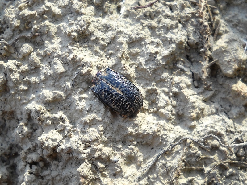 Coleotteri di Maiorca (Baleari, Spagna) 1