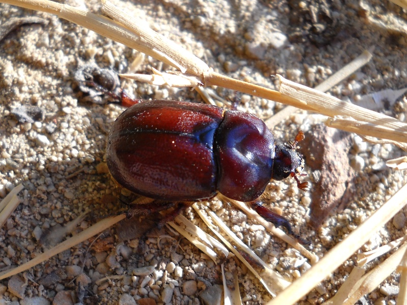 Coleotteri di Maiorca (Baleari, Spagna) 1