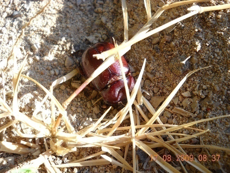 Coleotteri di Maiorca (Baleari, Spagna) 1