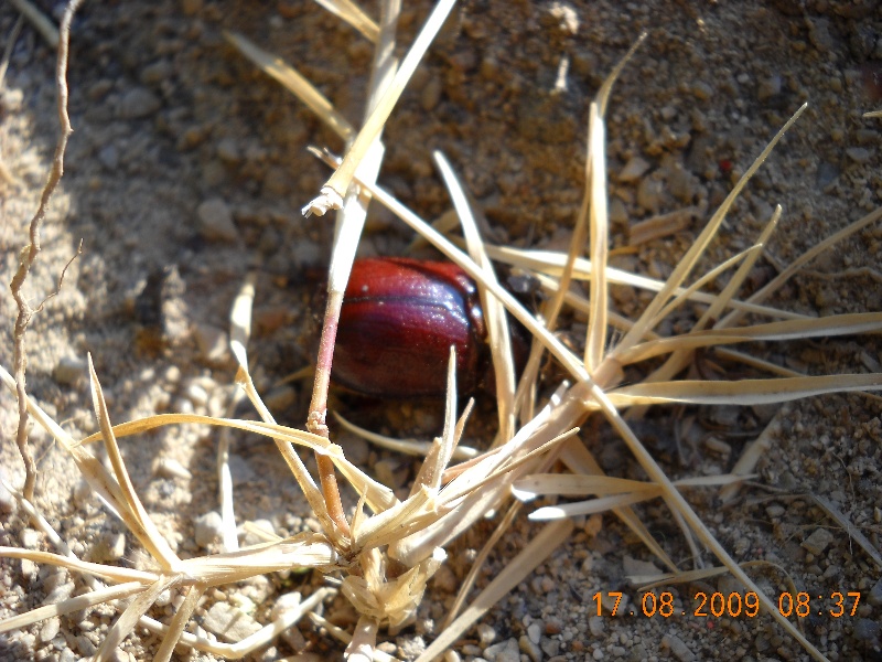 Coleotteri di Maiorca (Baleari, Spagna) 1