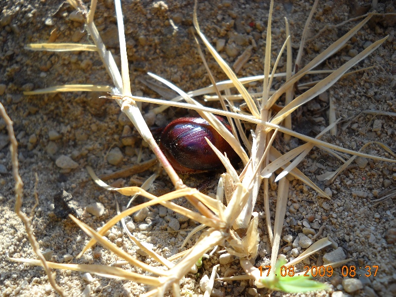 Coleotteri di Maiorca (Baleari, Spagna) 1