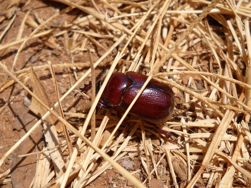 Coleotteri di Maiorca (Baleari, Spagna) 1