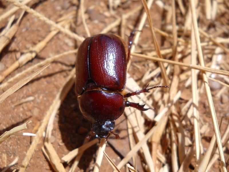 Coleotteri di Maiorca (Baleari, Spagna) 1