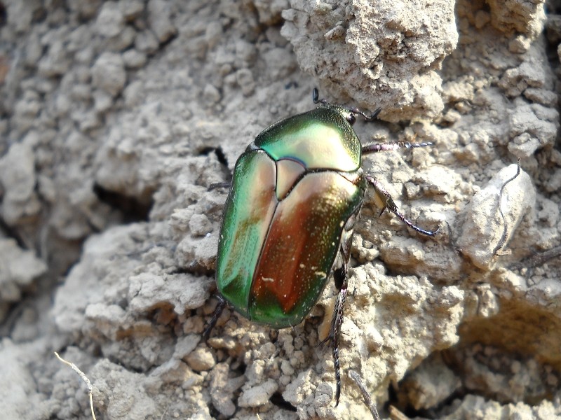 Coleotteri di Maiorca (Baleari, Spagna) 1