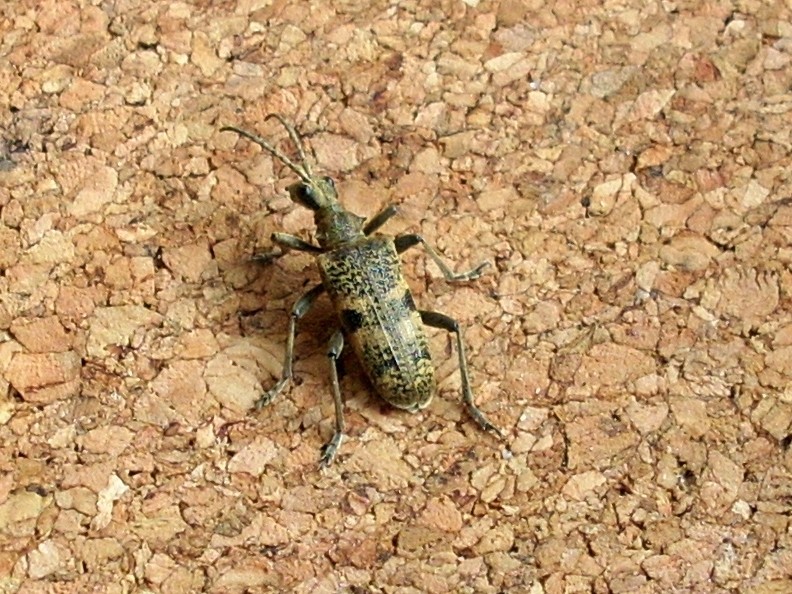 OT/Coleotteri del Lussemburgo 2: Rhagium mordax