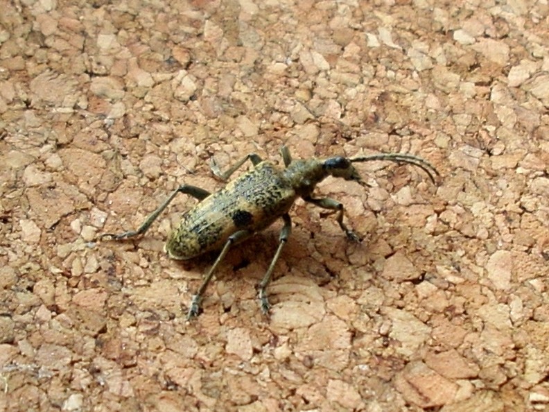 OT/Coleotteri del Lussemburgo 2: Rhagium mordax