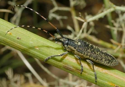 Guida al riconoscimento delle Agapanthia italiane