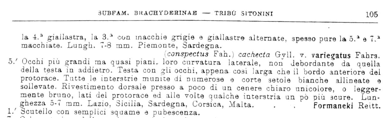 Piccolo Curculionidae siciliano:  Charagmus iintermedius