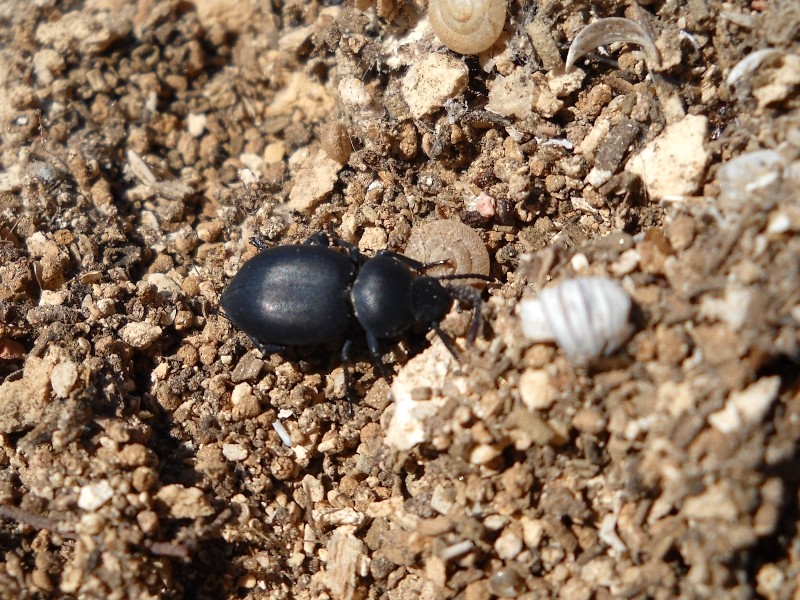 Coleotteri di Maiorca (Baleari, Spagna) 2