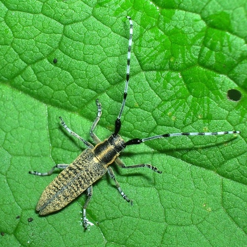 Guida al riconoscimento delle Agapanthia italiane