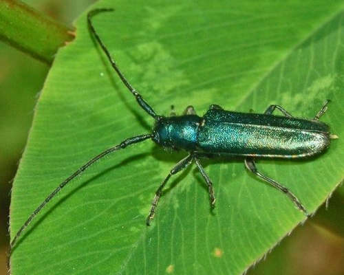 Guida al riconoscimento delle Agapanthia italiane