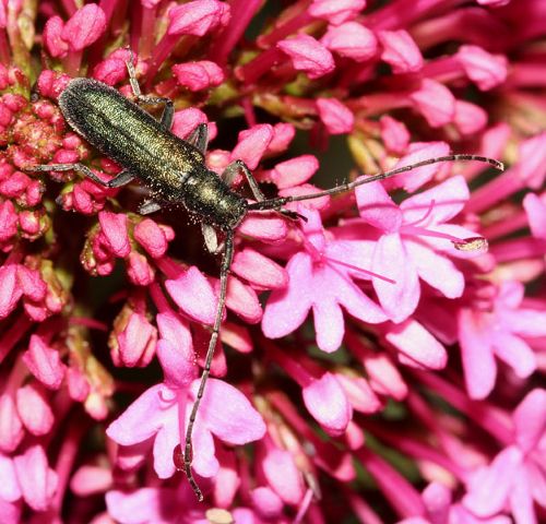 Guida al riconoscimento delle Agapanthia italiane