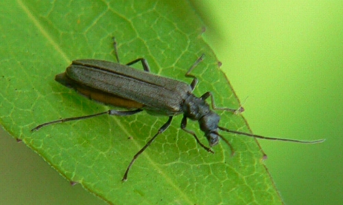 Riconoscimento delle Oedemera e Anogcodes  italiane (Oedemeridae)