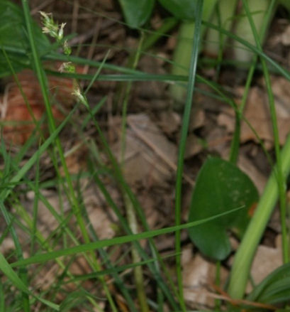 Carex polyphylla