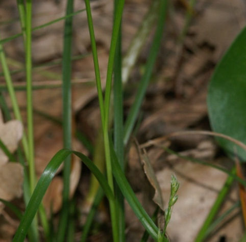 Carex polyphylla