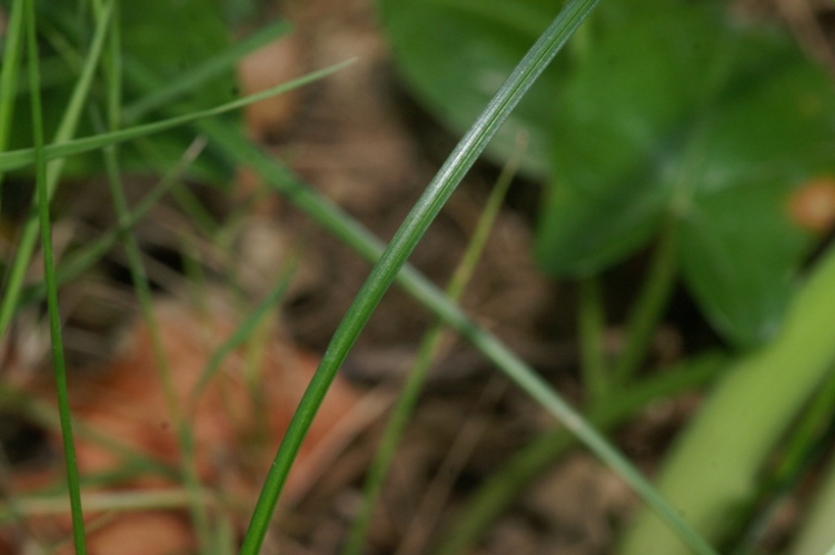 Carex polyphylla