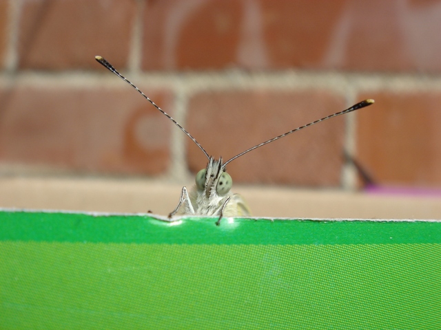 Buongiorno da Pieris napi