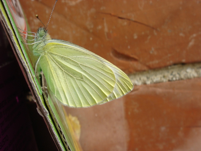 Buongiorno da Pieris napi