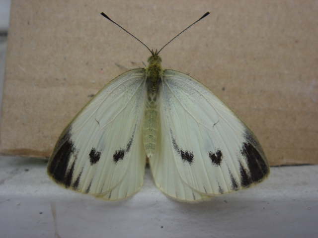 Buongiorno da Pieris napi