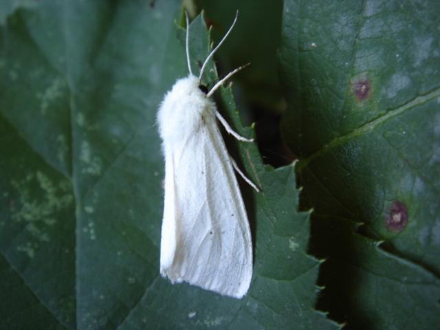 Bianca e impellicciata - Spilosoma cf. urticae