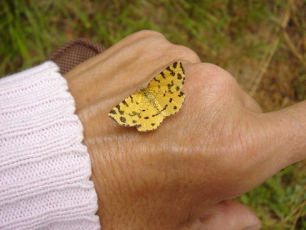 Incontro ravvicinato con Pseudopanthera macularia