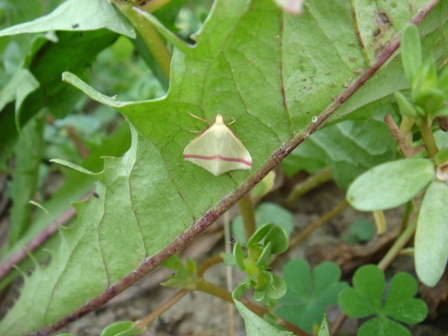 Rhodometra sacraria? - S