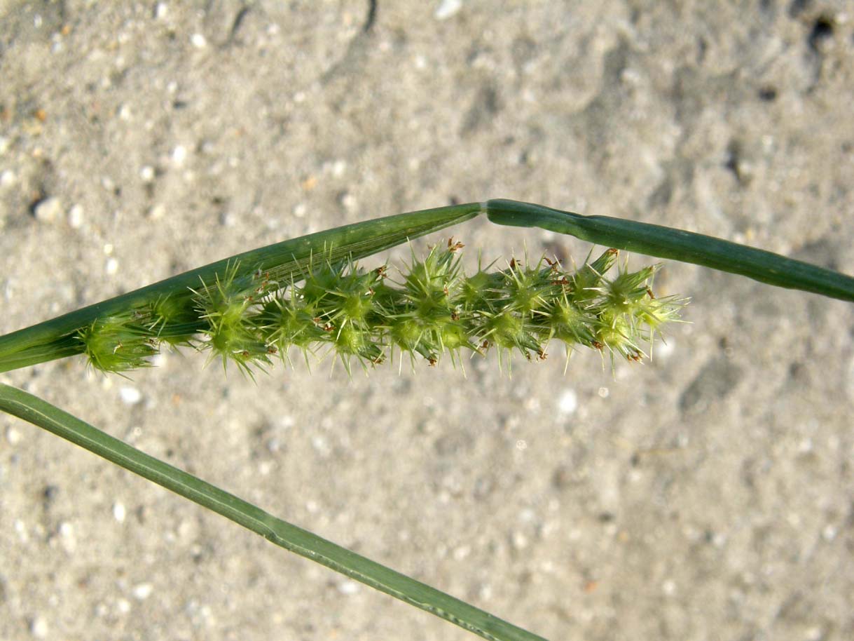 Cenchrus incertus / Nappola delle spiagge