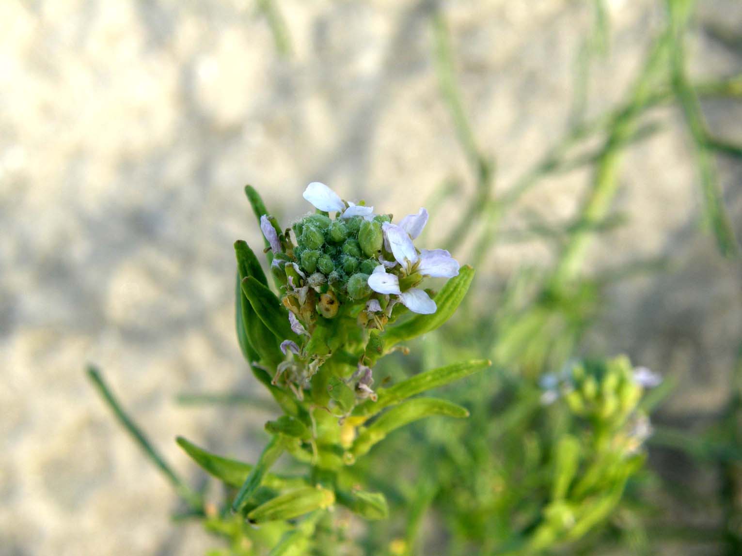 Fiori sulla sabbia - Cakile maritima