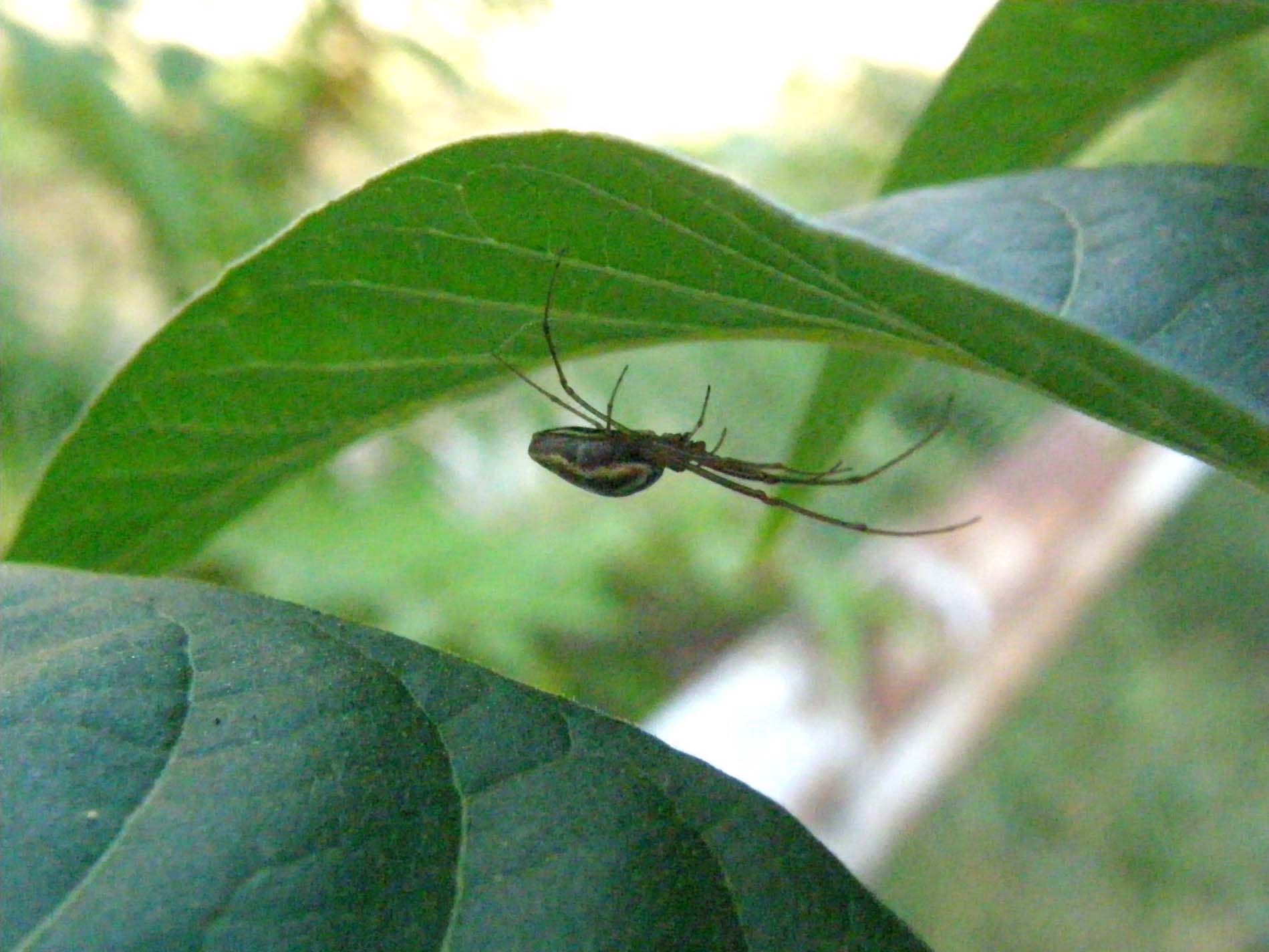 Tetragnatha sp.