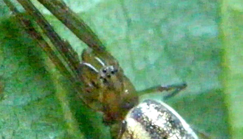 Tetragnatha sp.