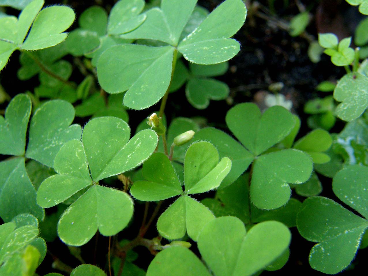Oxalis stricta, corniculata e pes-caprae (Oxalidaceae)