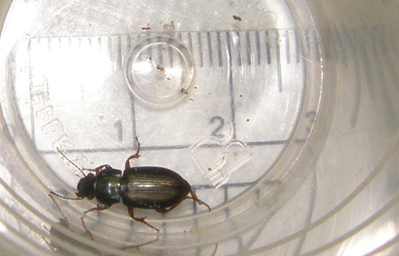 Piccolo Carabidae da identificare - Harpalus affinis