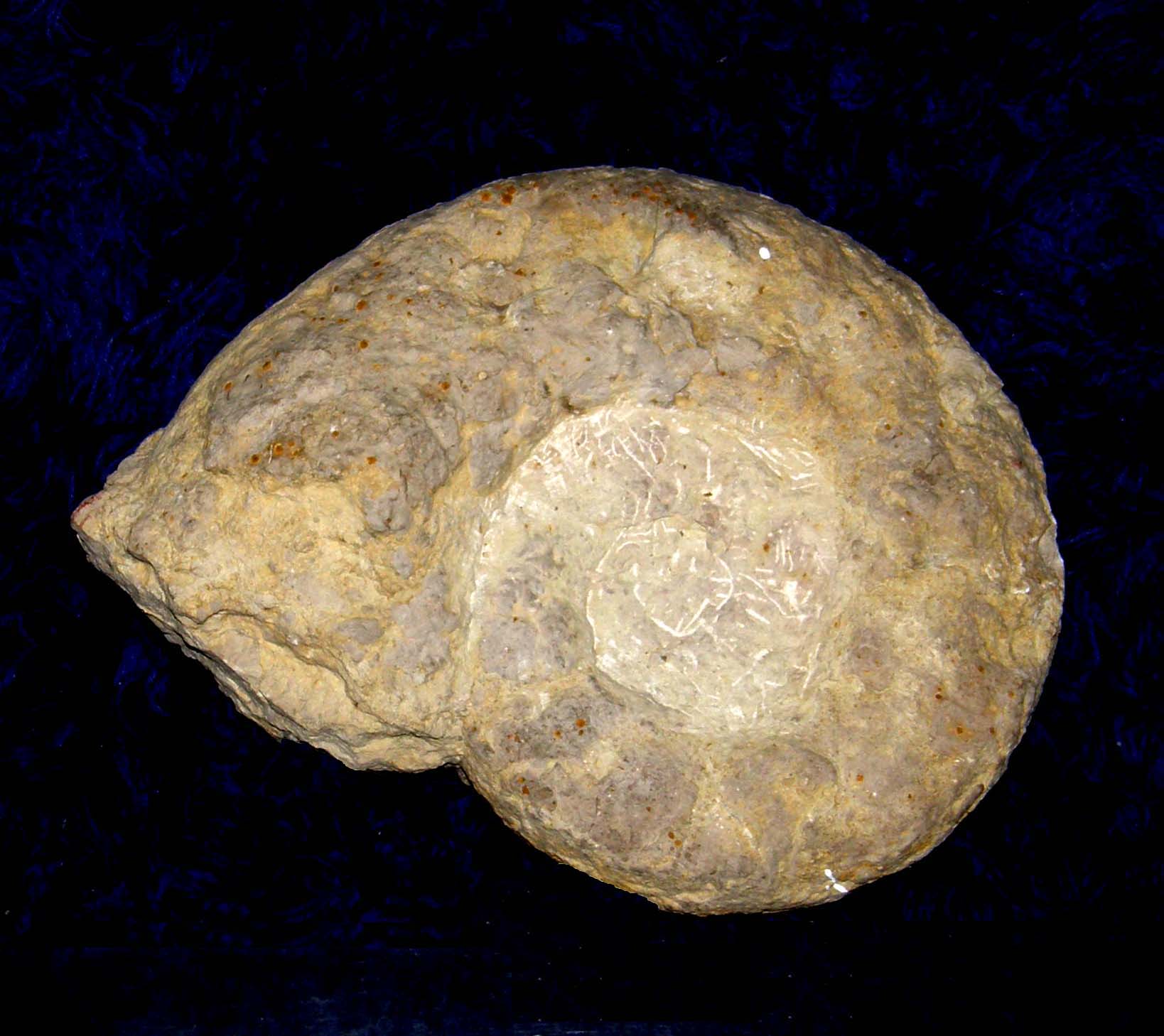 Fossili...abbandonati a Milano