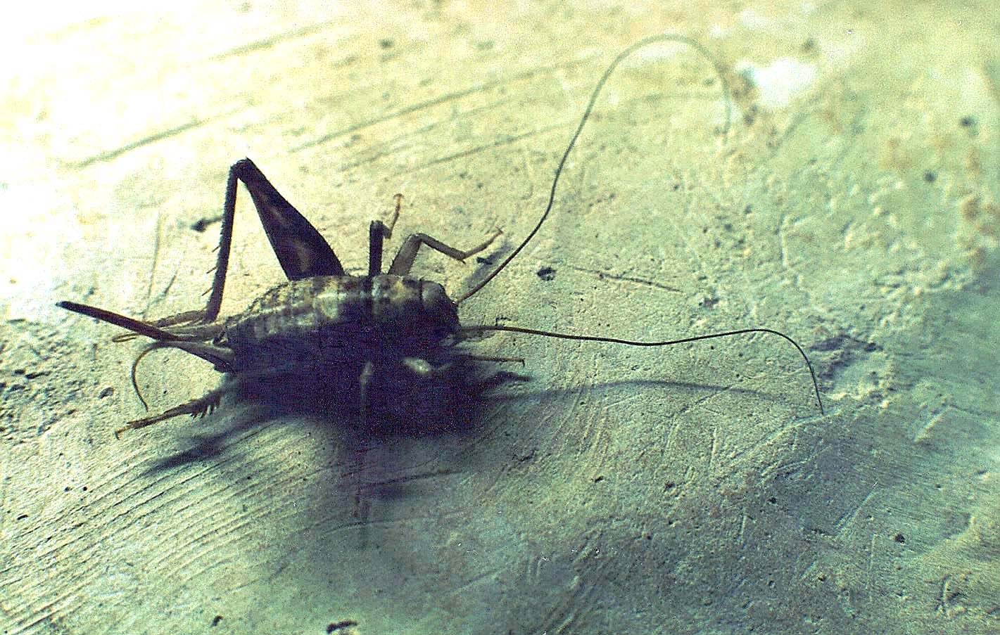 Grillo da identificare: cfr. Gryllomorpha dalmatina