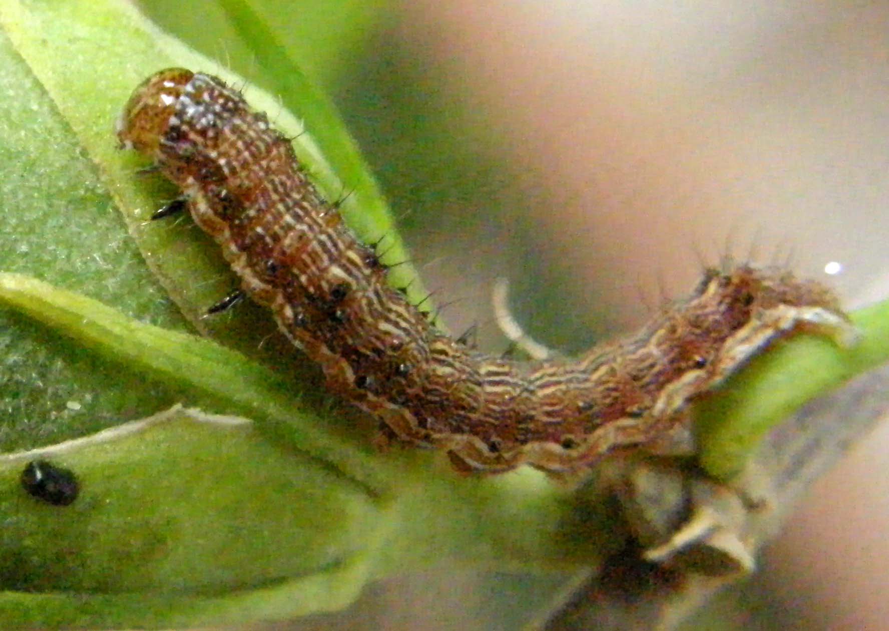 Bruco di  Helicoverpa armigera
