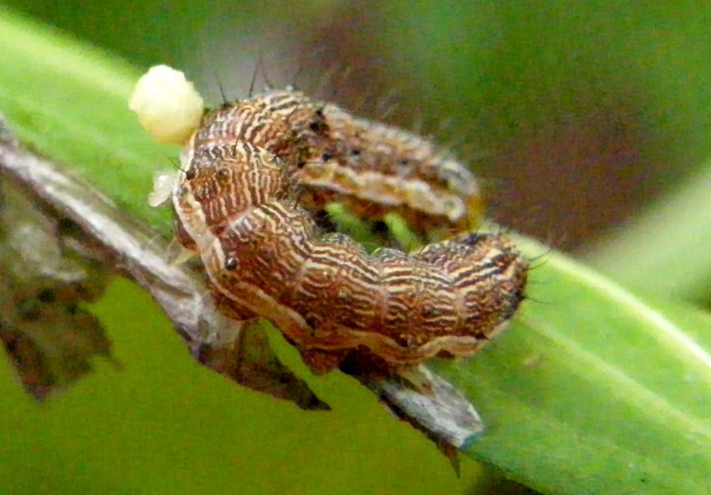 Bruco di  Helicoverpa armigera