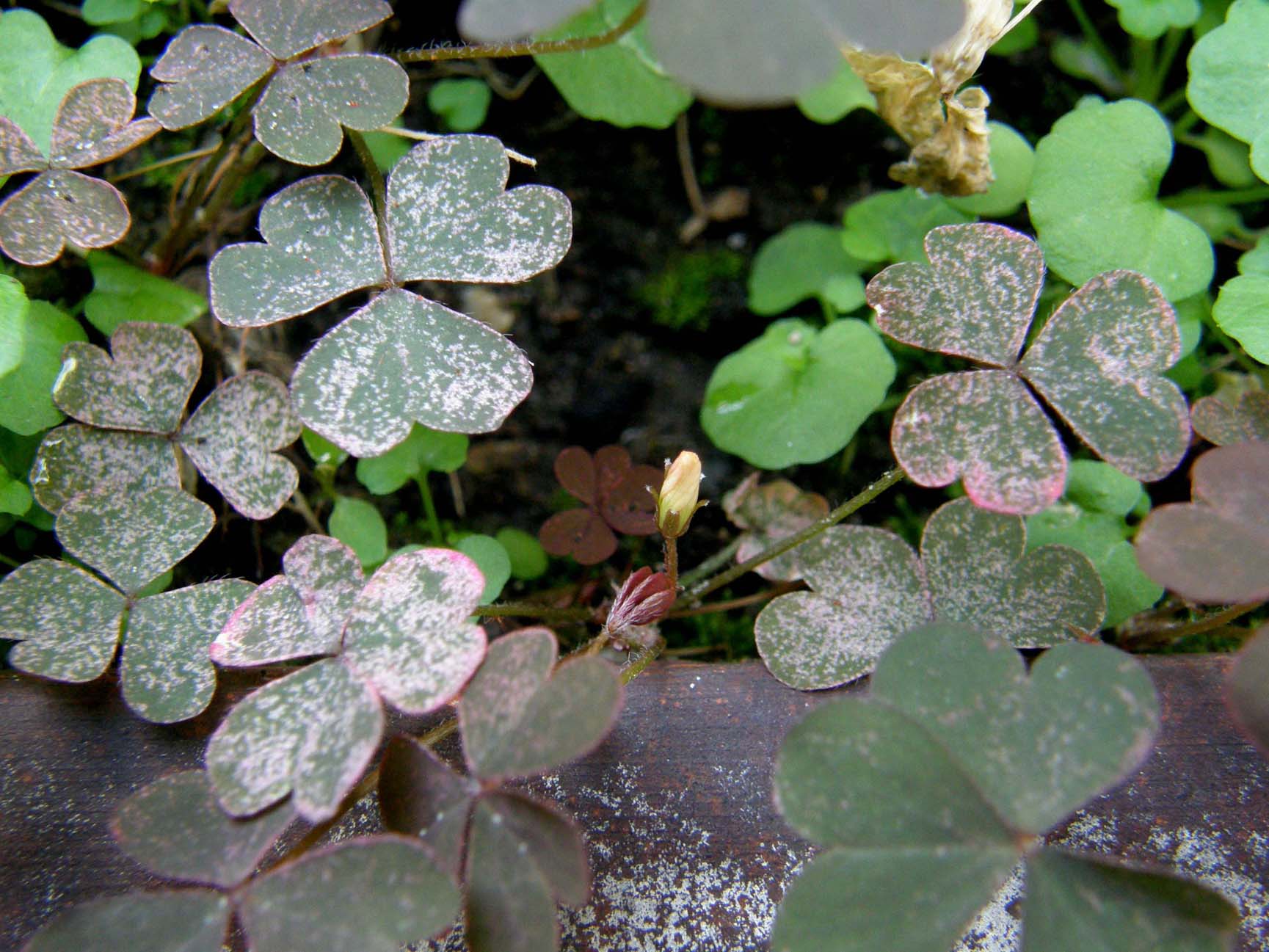 Oxalis stricta, corniculata e pes-caprae (Oxalidaceae)